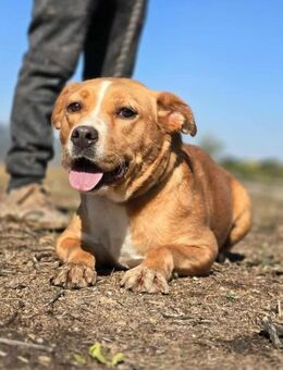 LUIGI möchte eine Zuhause - Weiterstadt