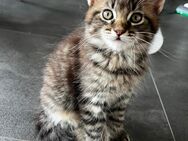 Goldige Maine Coon/Norwegische Waldkatze Kitte - Helsa