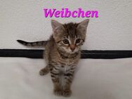 Babykatzen kitten - Ahorn (Baden-Württemberg)