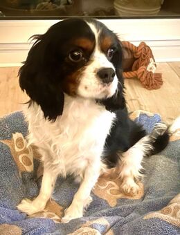 Lenny in 47877 Willich - Wolfhagen