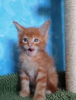 Maine Coon Kitten (männlich) - Hof
