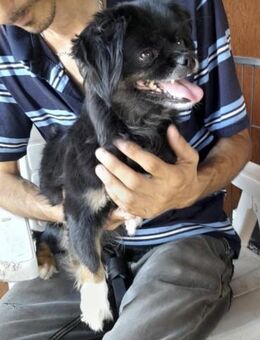 Mirabella fröhliche Tibet-Spaniel-Mix- - Kassel