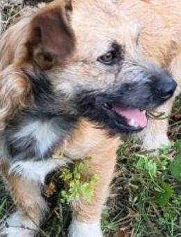 Kleine Pebbles sucht ihr Glück - München