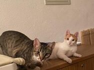 Sol & Bich❤️ - Süße Kater suchen Familie - Benediktbeuern