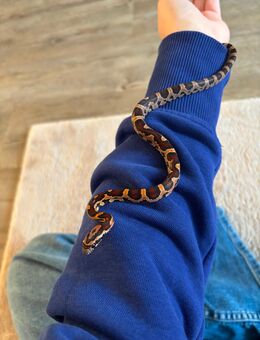 Kornnatter Nachzuchten 2025 - Magdeburg