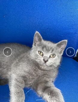 Katzen kitten BKH - Ortenberg (Hessen)