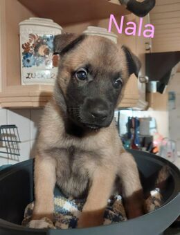 Reinrassige Malinois - Südliches Anhalt Prosigk