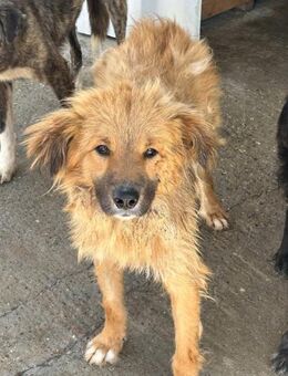 TEDDY sucht sein Für-Immer-Zuhause - Neuberg