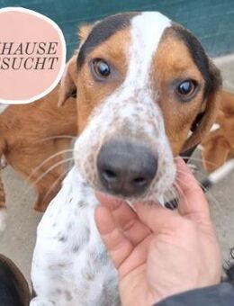 BEETLEJUICE sucht ZH oder PS❤️ - Saarbrücken