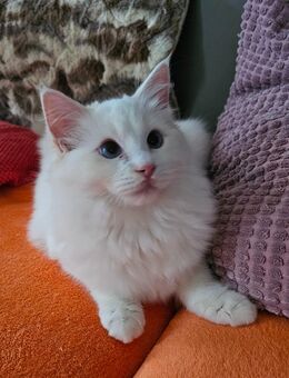Ragdoll Kitten Bub - Erfurt