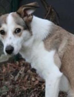 SOPHIA - kleine, tapfere Hundedame - Aerzen