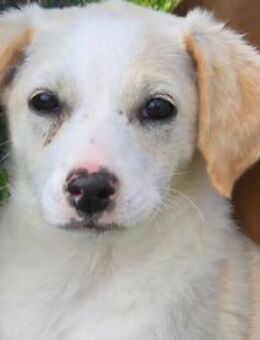 MELISSA - liebt es zu kuscheln! - Sulzbach-Laufen