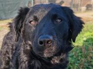 ♥Amber♥ noch schüchtern; braucht Liebe - Hamburg