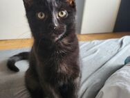 Junger Kater sucht liebevolles Zuhause - Remscheid