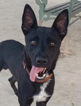 Koda sucht ganz dringend ein Zuhause - Laatzen