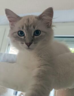 Neva Masquarade / Sibirische Katzen - Kalbach