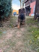 Schäferhund Welpen in 98617