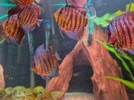 Diskusfische aus eigener Nachzucht zu verkaufen - Fürth