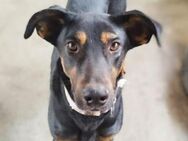 ULLY - Traumhund mit Freundin 🐶🐶 - Neudenau