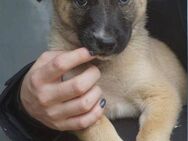 Leia sucht ihr Zuhause - Neuss