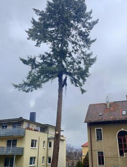 Baumfällung durch Profis- egal ob Nadel oder Laubbaum, inklusive Entsorgung - Dresden