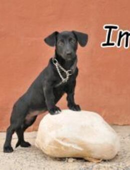 Imani stellt sich vor🎁 - Essingen (Rheinland-Pfalz)