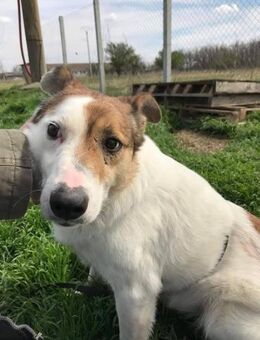 ❤️ VIANA ❤️ liebenswertes Ömchen sucht.. - Eichendorf