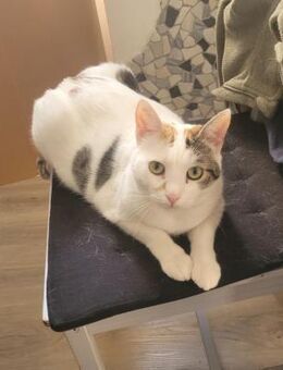 Liebe Fleki (FIV) sucht ihre Familie - Margetshöchheim