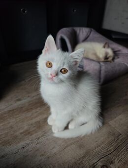 Hübsche BKH & Persische Langhaar Mix Kitten – auf der Suche nach einem liebevollen Zuhause - Bonn