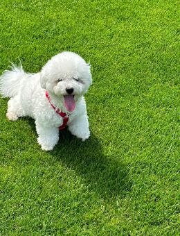 Reinrassige Bichon Frise Welpen - Elzach