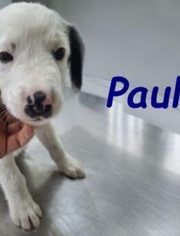 Paul3 jetzt wird alles Besser 06/25 GR - Ruppertsecken
