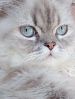 Katze Luna - Pirmasens Zentrum