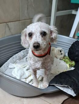 Romina sucht ein schönes Zuhause - Blankenheim (Nordrhein-Westfalen)