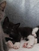 * Schwarz weiße Kitten zu verkaufen* in 53809
