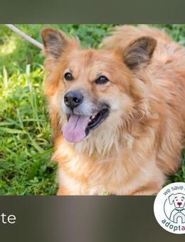 Fiete: Verwandlung durch Verständnis - Kirchzell