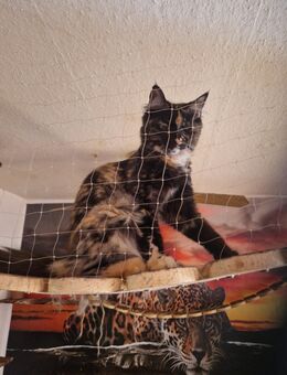 MAINECOON Katze - Zahna-Elster