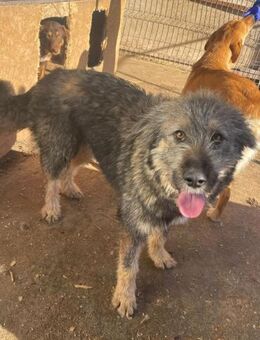 ❤️Herzige Hündin Toffy❤️ - Eislingen (Fils)