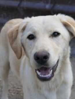 Olina zaghafte Maus - Kallmünz