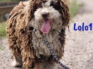 Lolo1 sportlicher spanischer Wasserhund - Ruppertsecken