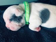 1 Französische Bulldogge Welpe Hündin - Neukirch (Lausitz)