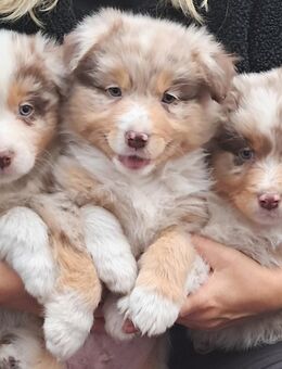 Australian Shepherd Welpen, ASCA Papiere - Kölleda