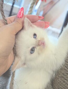 BKH Kitten Junge zuckersüß - Wuppertal