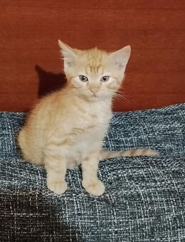 Kitten Mix EKH Schildpatt und roter Kater - Wendelstein