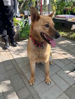 Fanny sucht ein liebevolles Zuhause - Nordwalde