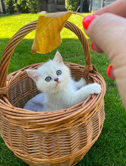 Britisch Kurzhaar Silver Shaded BKH Kitten reinrassig geimpft abgabebereit - Dortmund Wambel