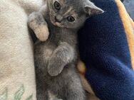 BKH -Kitten - Frankfurt (Main)