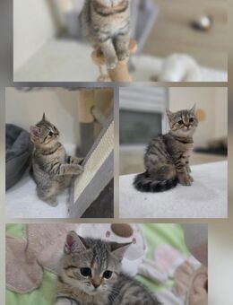 Das letzte BKH Kitten 13 Wochen (Mädchen) - Nastätten