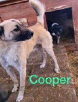 Cooper war verzweifelt so allein - Berlin