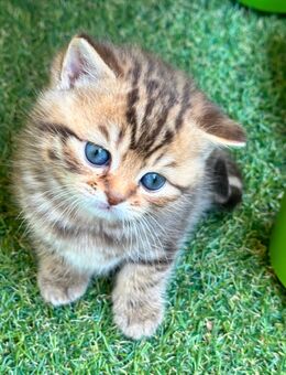 Süße britische Tigerbabys - Troisdorf