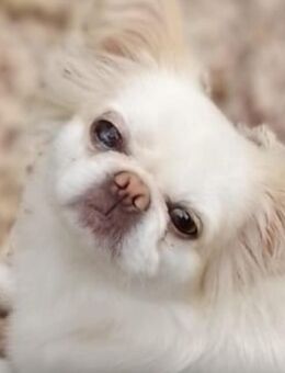 Pekingnesen - Chihuahua - Mixhündin - Oberaula